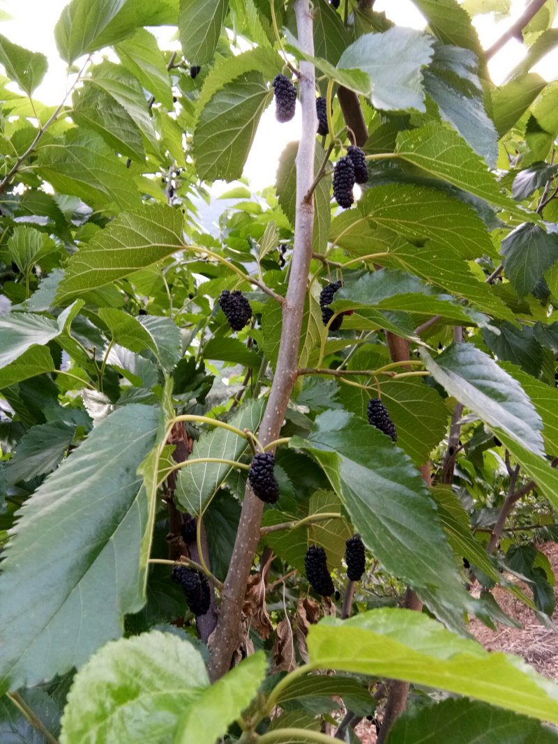 桑椹干，桑泡，干桑椹，泡水泡酒