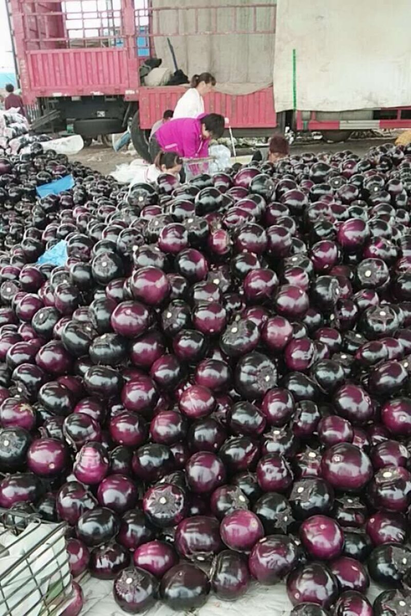 可视频看货优质紫茄子大量批发供应对接全国保证质量