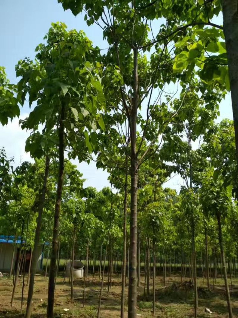 大量出售精品A级楸树规格齐全，