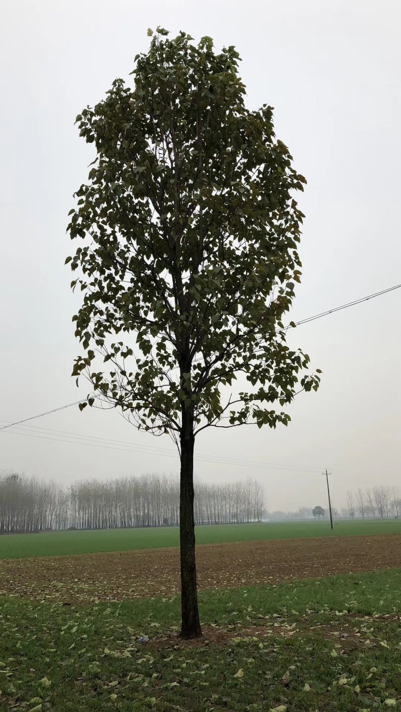 大量出售精品A级楸树规格齐全，