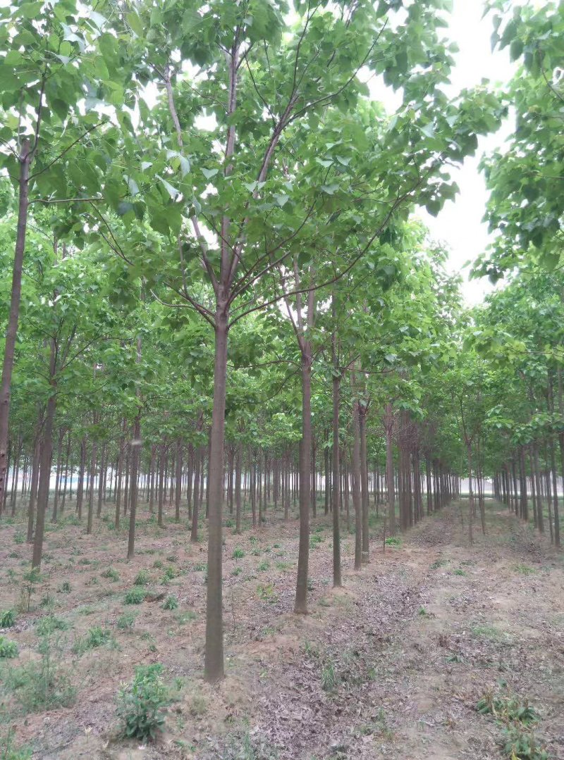 大量出售精品A级楸树规格齐全，