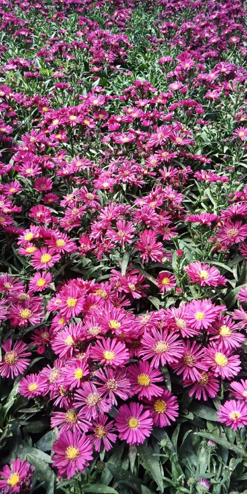 荷兰菊