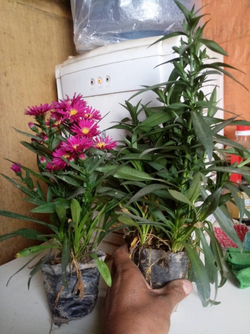 荷兰菊