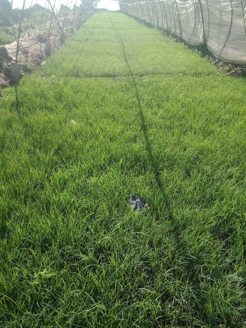 马兰