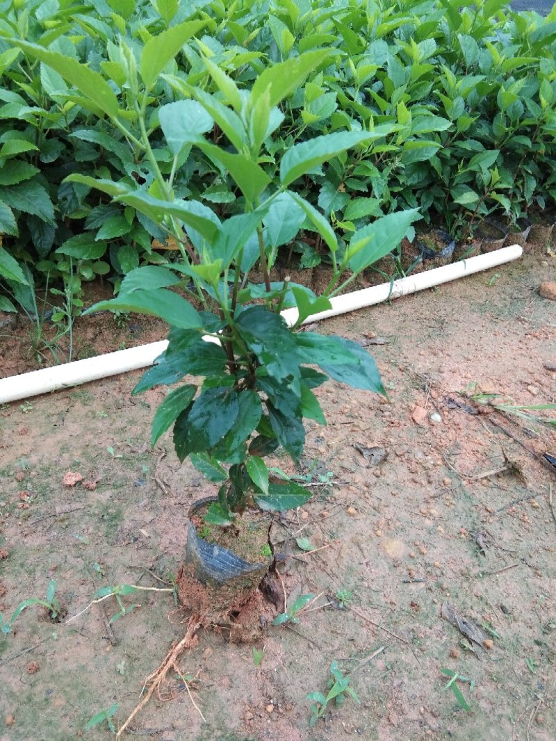大红花朱槿