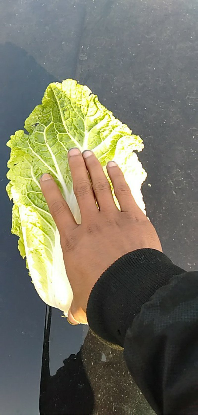春白菜上市中一条龙服务