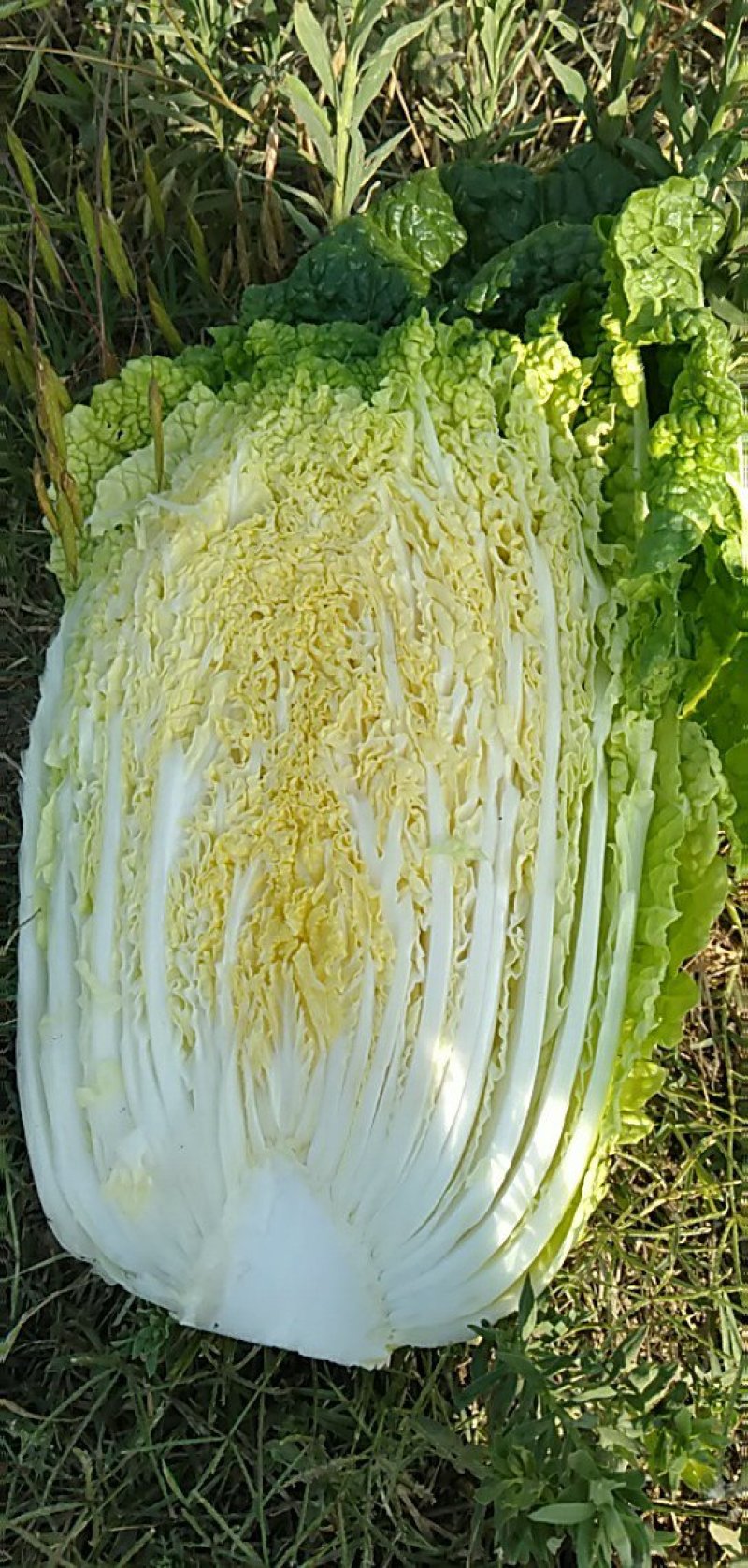 春白菜上市中一条龙服务
