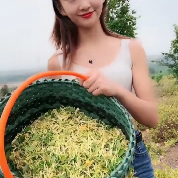 特级金银花批发