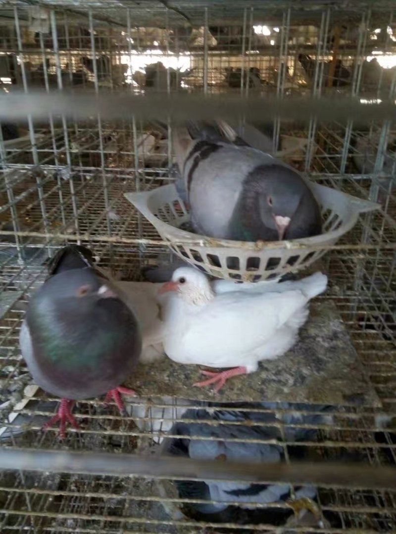 鸽子