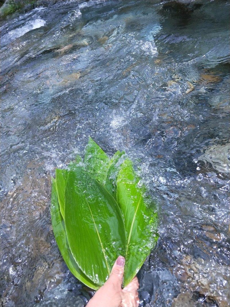 黄山精选新鲜粽叶，野生箬叶，大粽叶，真空包装。现釆现发。