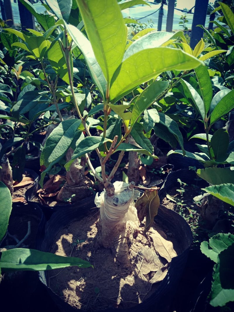 盆景桂花