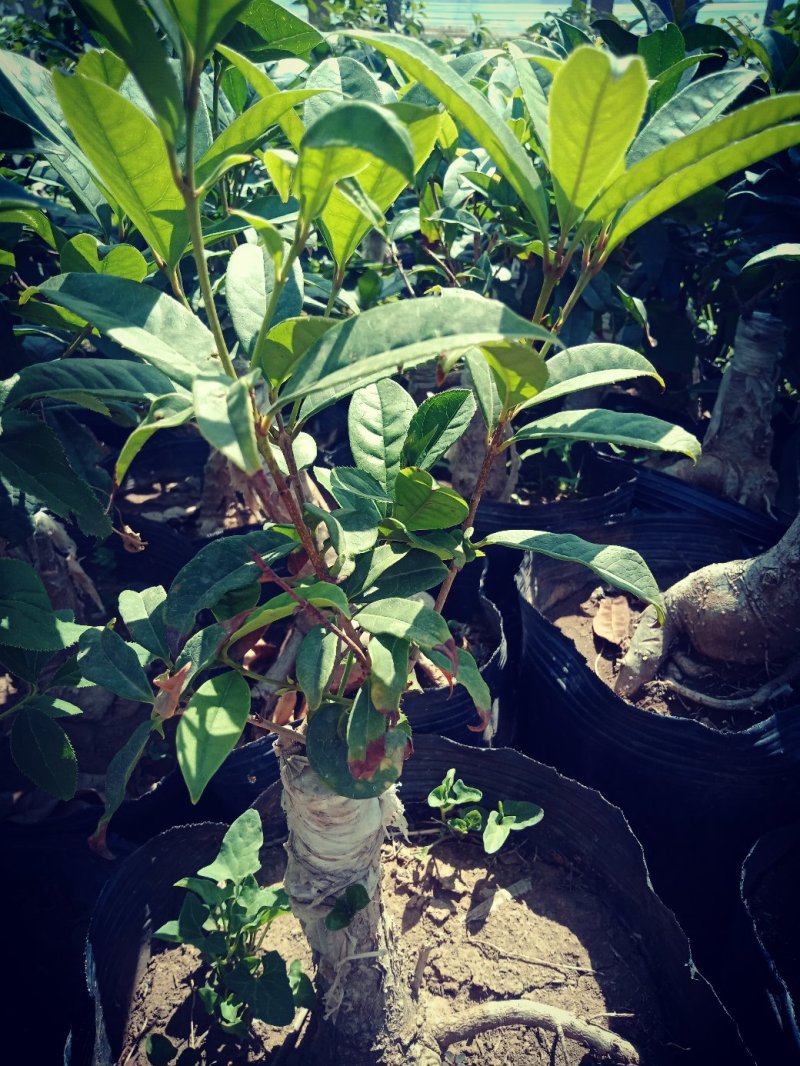 盆景桂花