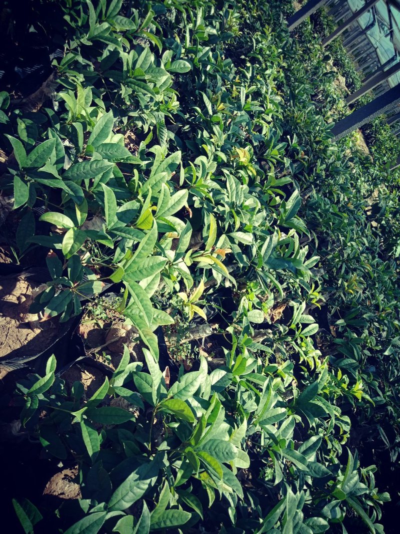 盆景桂花