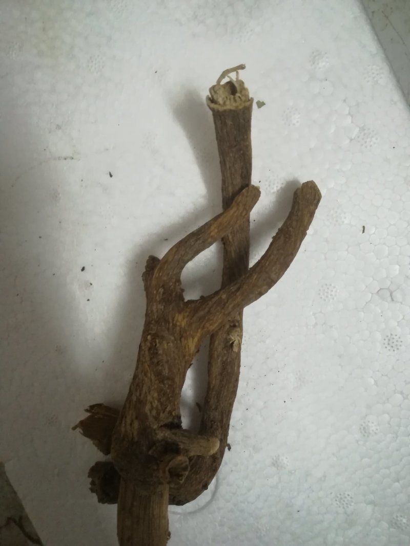 博落回根全根晒干落回根有皮的干根中药材