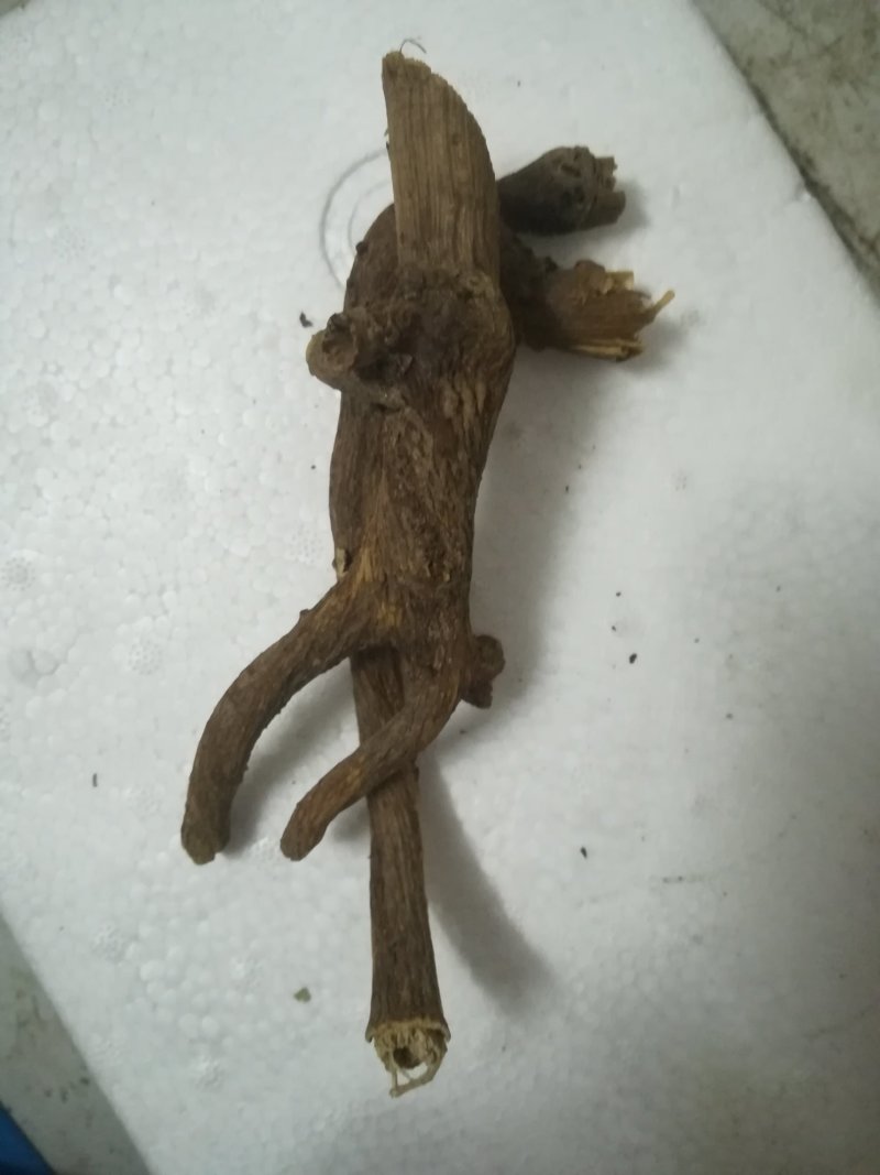 博落回根全根晒干落回根有皮的干根中药材