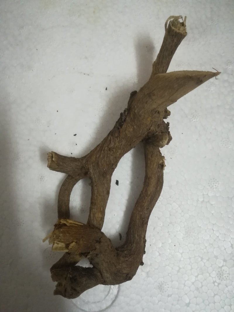 博落回根全根晒干落回根有皮的干根中药材