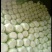 北京新三号黄心大白菜