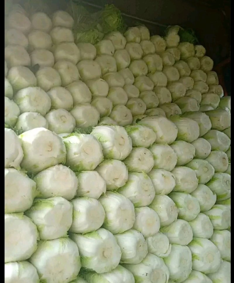 北京新三号黄心大白菜