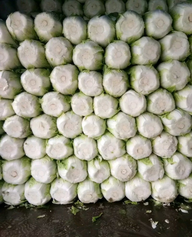 北京新三号黄心大白菜
