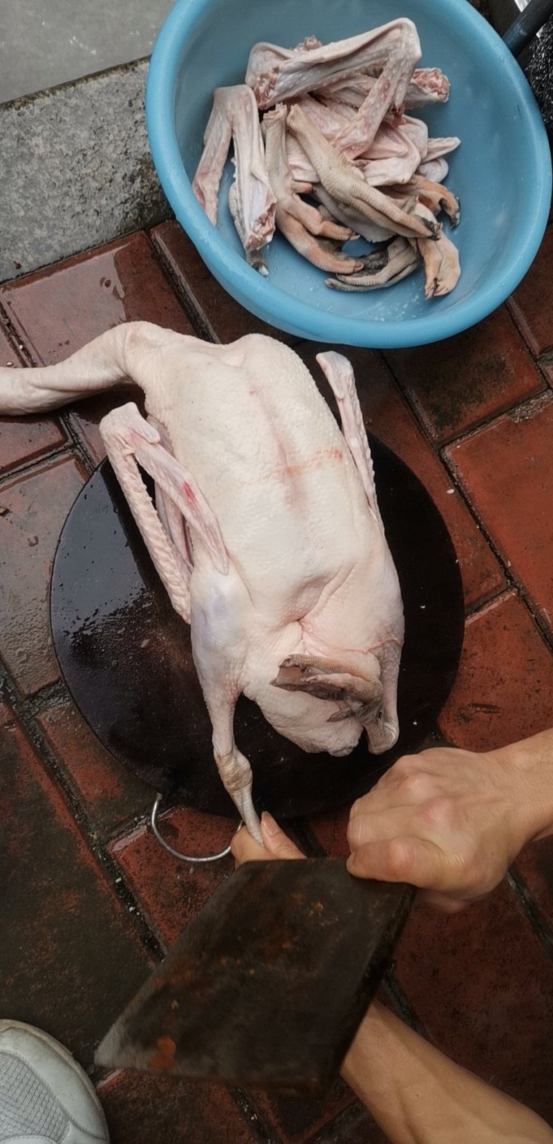 烧鹅专用清远黑棕鹅棚鹅肉鹅现宰打包专业供应酒店没有破皮