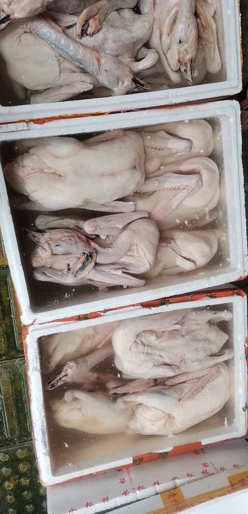 烧鹅专用清远黑棕鹅棚鹅肉鹅现宰打包专业供应酒店没有破皮