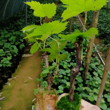 夏黑葡萄苗30~50cm1年