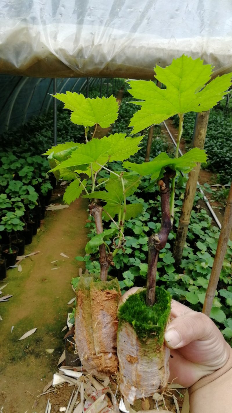 夏黑葡萄苗30~50cm1年
