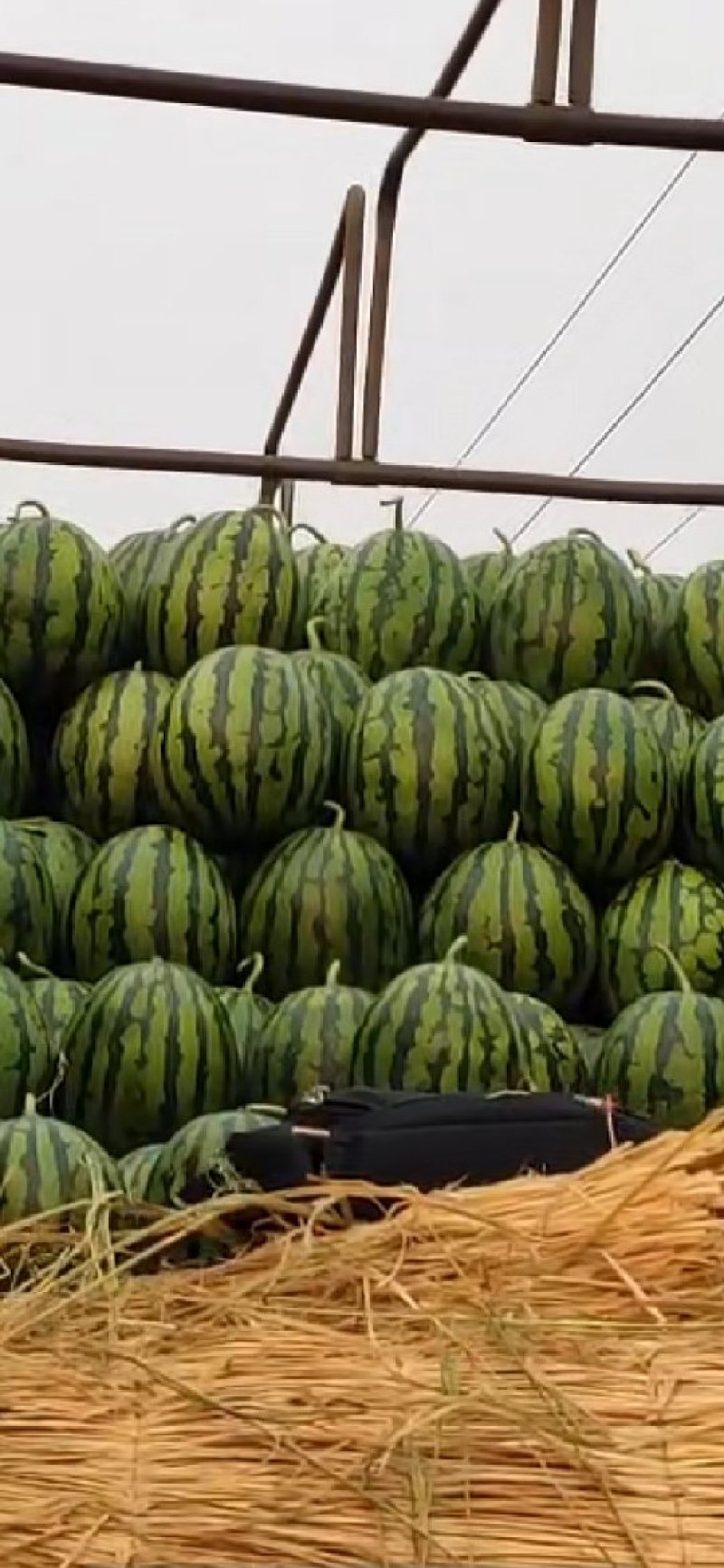 西瓜货源充足量大优惠
