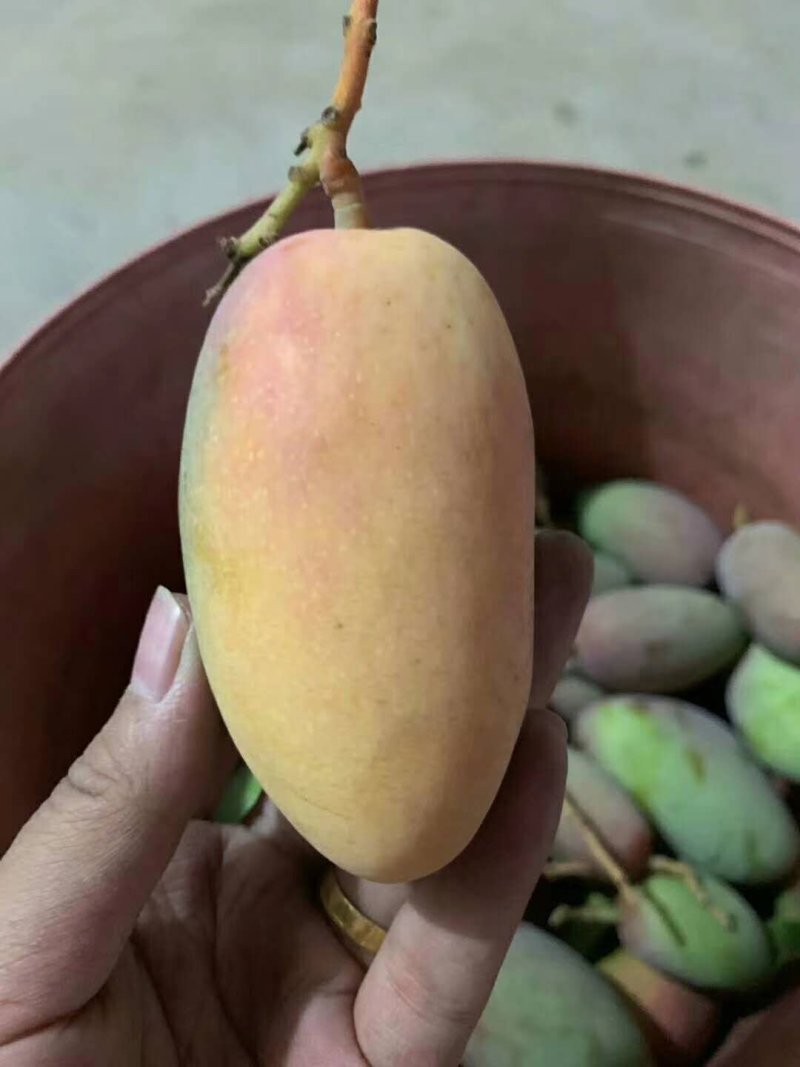 攀枝花小贵妃