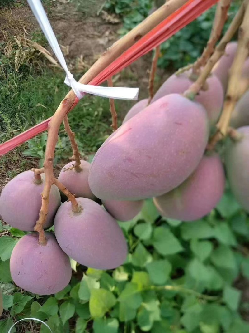 攀枝花小贵妃