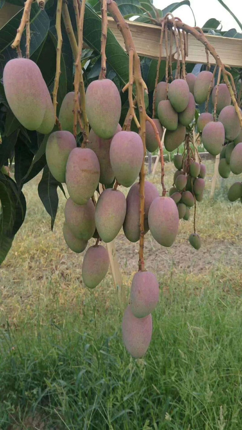 攀枝花小贵妃