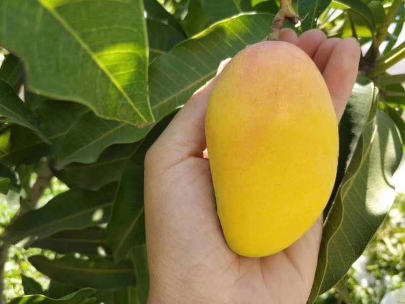攀枝花小贵妃
