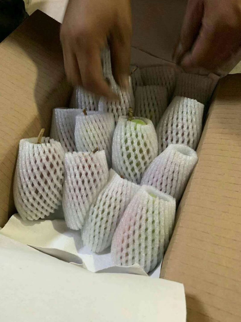 攀枝花小贵妃