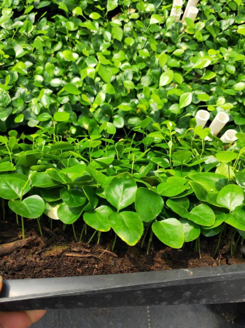 九里香种苗四季常青观叶植物室内芳香盆栽绿植