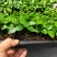 九里香小苗室内驱蚊植物四季常青开花洁白而芳香