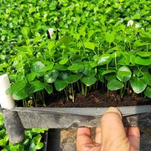 九里香小苗室内驱蚊植物四季常青开花洁白而芳香