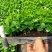 九里香小苗室内驱蚊植物四季常青开花洁白而芳香