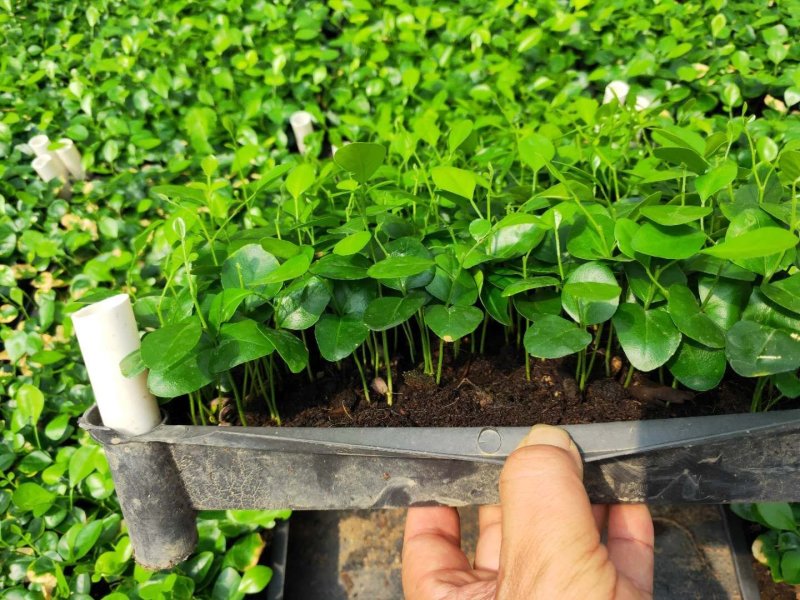 九里香小苗室内驱蚊植物四季常青开花洁白而芳香