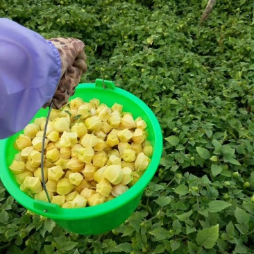 菇茑