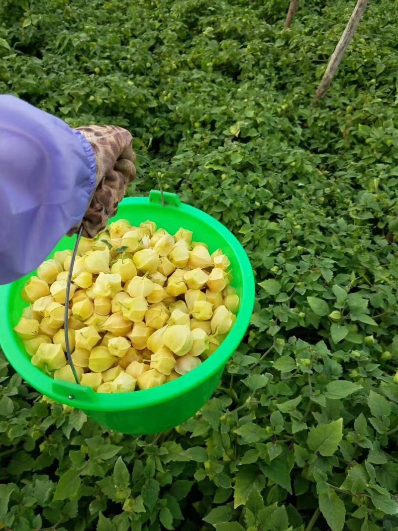 菇茑