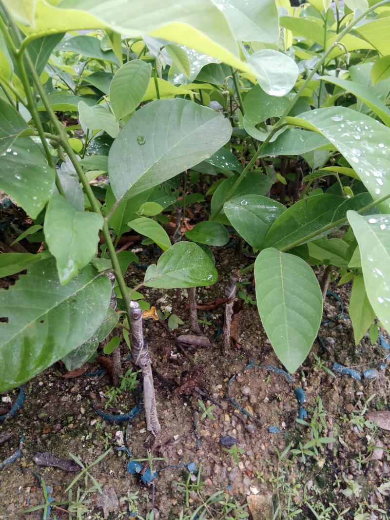 凤梨释迦杯苗，成活率高，免费技术指导，带土带杯发货确成活