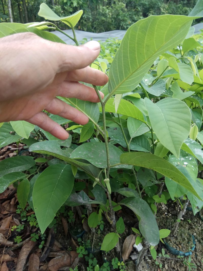 凤梨释迦杯苗，成活率高，免费技术指导，带土带杯发货确成活