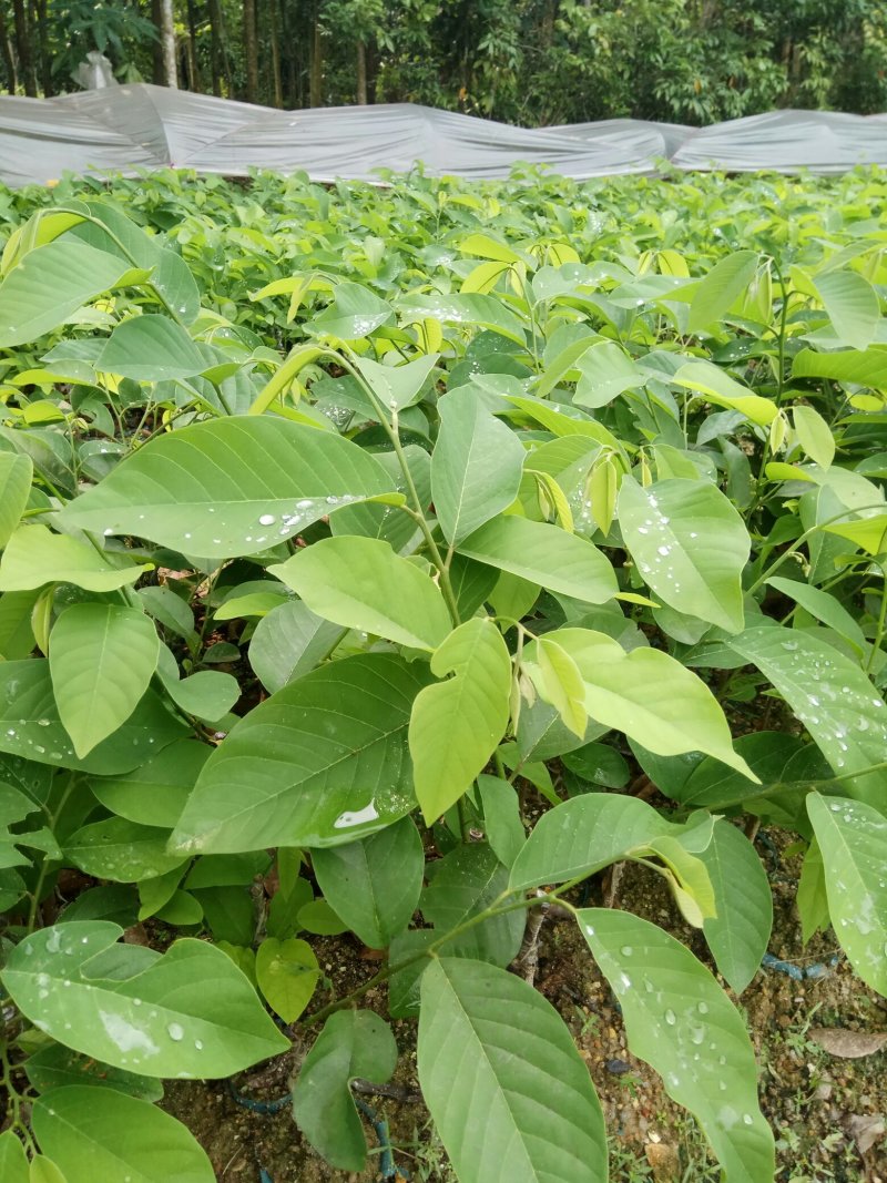 凤梨释迦杯苗，成活率高，免费技术指导，带土带杯发货确成活