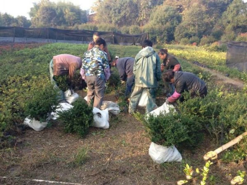 沭阳龟甲冬青种植基地大量销售中，质量好，价格低，请来电