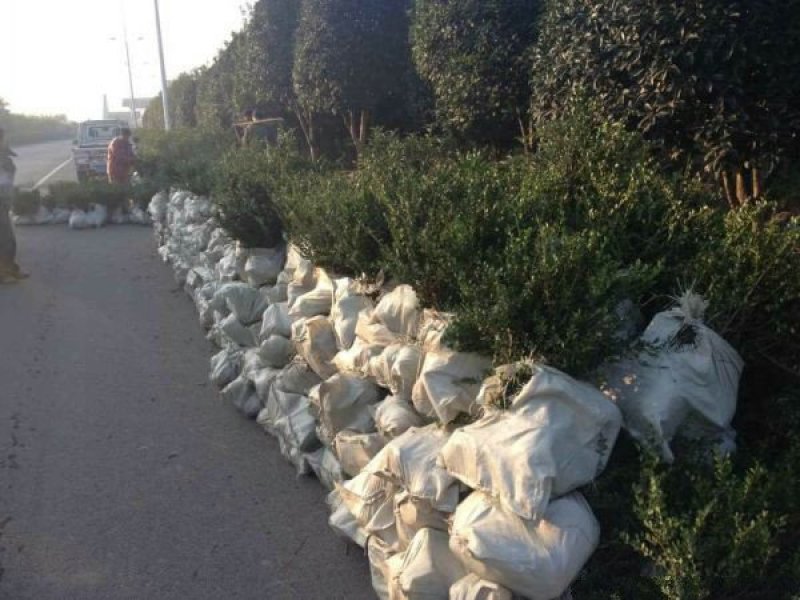 沭阳龟甲冬青种植基地大量销售中，质量好，价格低，请来电