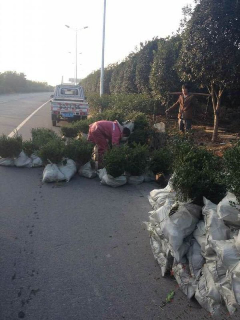 沭阳龟甲冬青种植基地大量销售中，质量好，价格低，请来电