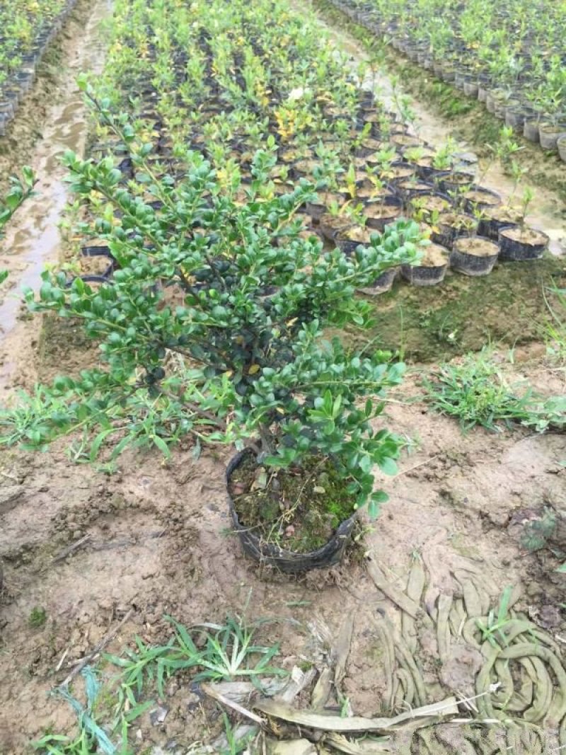 沭阳龟甲冬青种植基地大量销售中，质量好，价格低，请来电