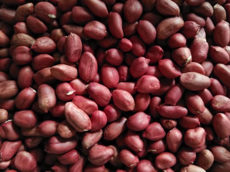 2022年新货上市，不用化肥的红皮花生米，非转基因老品种