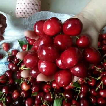 🍒🍒最好的樱桃不在市场更不在超市而是在你下单