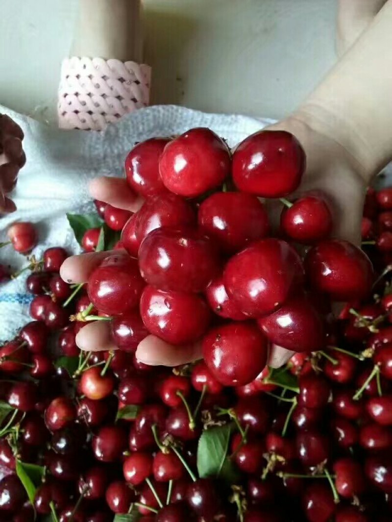 🍒🍒最好的樱桃不在市场更不在超市而是在你下单